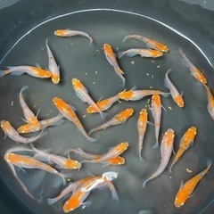 受渡し者決定メダカ　三色透明鱗　25匹の画像