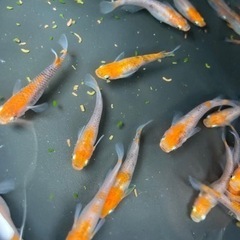 受渡し者決定メダカ　三色透明鱗　25匹の画像