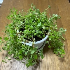 アロマティカス　観葉植物