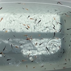 めだかすくい　業務用の画像