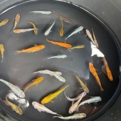 只今交渉中　ミックス　メダカ30匹　残り1セット