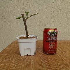 キウイ挿し木苗（ゴールデンキウイ１）