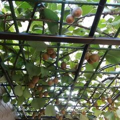 キウイ挿し木苗（ゴールデンキウイ１）の画像