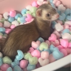 ペットシッター