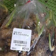 春ウコン 種芋