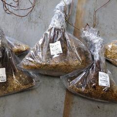 短形自然薯 種芋の画像