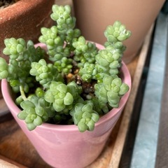 多肉植物⑥