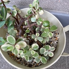 多肉植物③