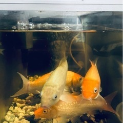 錦鯉　検索　金魚、メダカ、エビ、ガサガサ、釣り、水槽