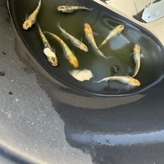改良メダカ　ユリシス　成魚　5匹