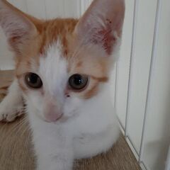 【里親募集】子猫３ヶ月　人慣れした男の子