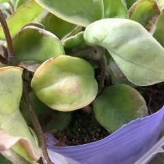 サクラランの画像