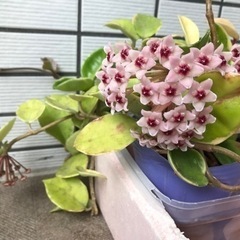 サクラランの画像