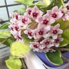 サクラランの画像