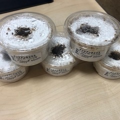 インドアンタエウスオオクワガタ幼虫5匹セット