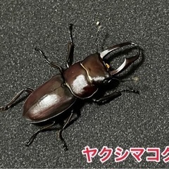 ヤクシマコクワ　オス単①  2023最新羽化！