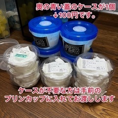 ヤクシマコクワ　オス単①  2023最新羽化！の画像