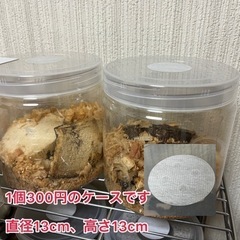 ヤクシマコクワ　オス単①  2023最新羽化！の画像