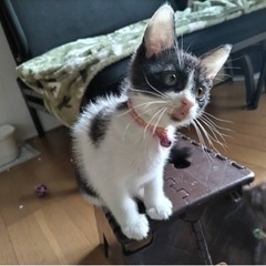 鼻ピンクがかわいいあおばちゃん　お話し中