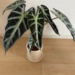 決まりました【観葉植物】アロカシアバンビーノ