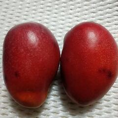 ７/３(月)限定🎯目玉商品🎯訳あり宮古島産有機栽培アーウィン🤤お早めに‼️の画像