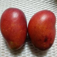 ７/３(月)限定🎯目玉商品🎯訳あり宮古島産有機栽培アーウィン🤤お早めに‼️の画像