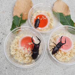 ノコギリクワガタ オス 20匹12000円