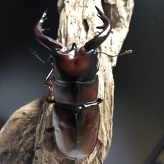 値下げ！トカラノコギリクワガタ68×32幼虫交換