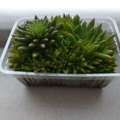 【多肉植物】ツメレンゲ②