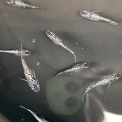 クラウドグレーダイヤヒレ光の画像