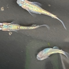 ユリ王ヒレ長