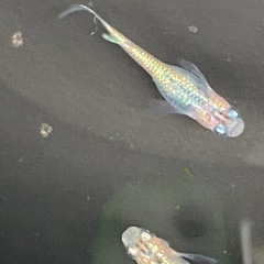 ユリ王ヒレ長の画像