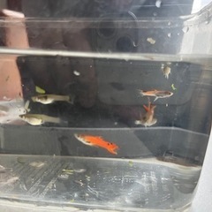 再販　エンドラーズライブベアラー