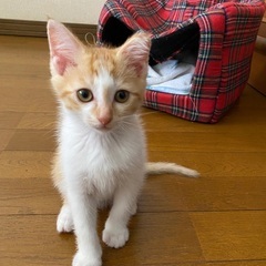 里親さま決定しました！3 ヶ月子猫優しい里親様募集中！