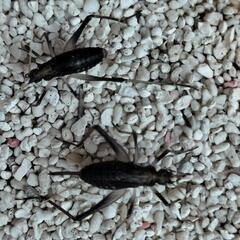 スズムシ 終齢幼虫（自由研究に最適）の画像