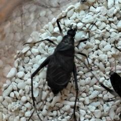 スズムシ 終齢幼虫（自由研究に最適）の画像