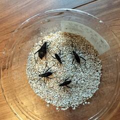 スズムシ 終齢幼虫（自由研究に最適）の画像