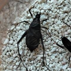 スズムシ 終齢幼虫（自由研究に最適）の画像