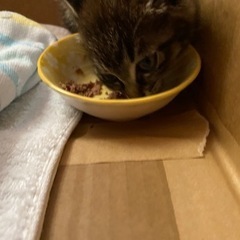 保護猫 - 猫