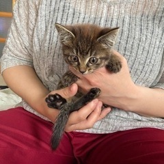 保護猫 - むつ市