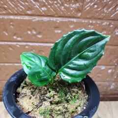 アグラオネマ メタリカ