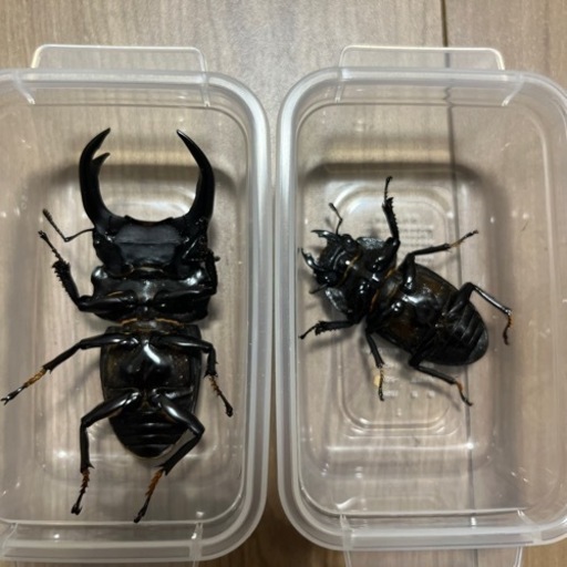 受け渡し予定者決定しました　オオクワガタ　能勢YG 6月羽化新成虫