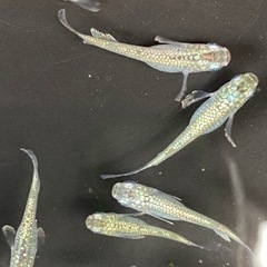 サボテンの画像