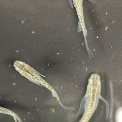 サボテンヒレ長の画像