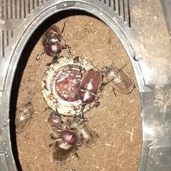 カブトムシペア（オス1、メス2）