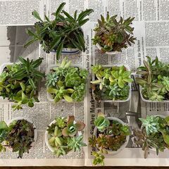 観葉植物、多肉植物、ハーブ等の小鉢を2鉢差し上げます