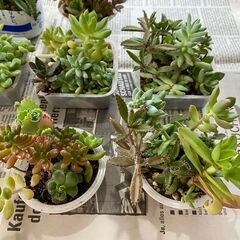 観葉植物、多肉植物、ハーブ等の小鉢を2鉢差し上げますの画像