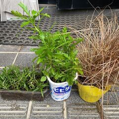 観葉植物、多肉植物、ハーブ等の小鉢を2鉢差し上げますの画像