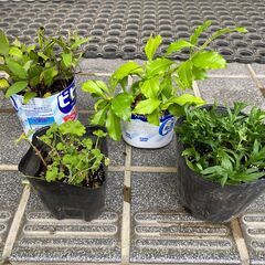 観葉植物、多肉植物、ハーブ等の小鉢を2鉢差し上げますの画像