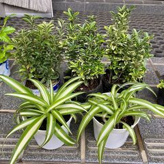 観葉植物、多肉植物、ハーブ等の小鉢を2鉢差し上げますの画像